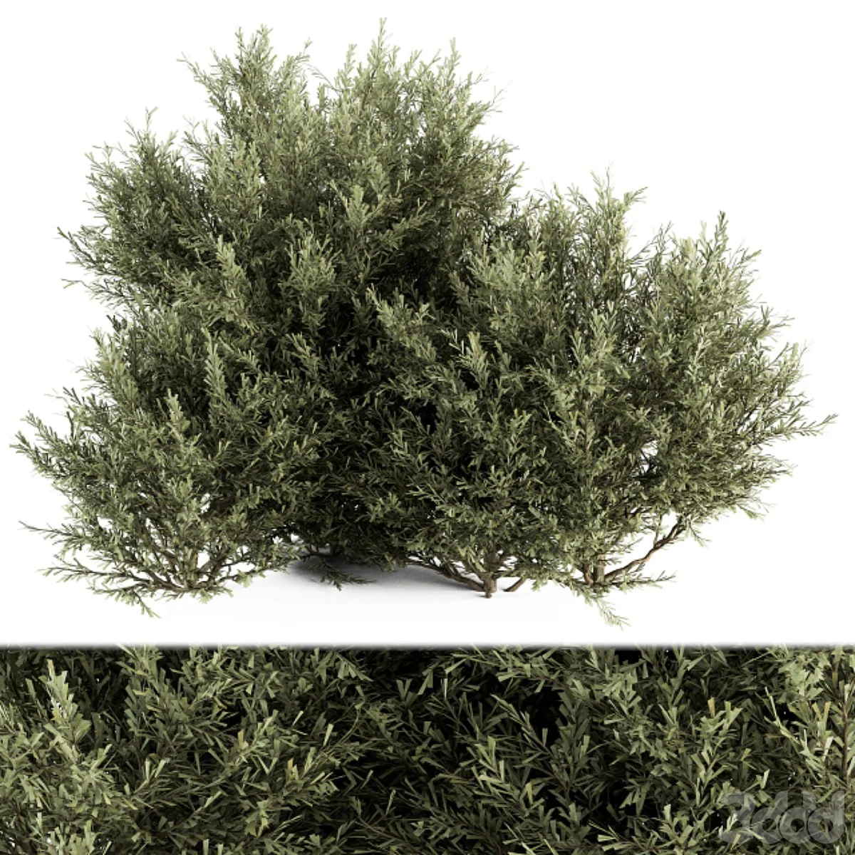 Needle Plant Bush - Bush Set 28